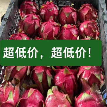 广东红心火龙果，产地直发，一手货源。专业对接电商果市场果