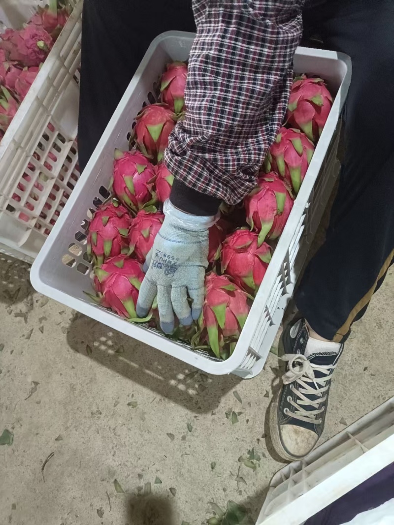 广东红心火龙果，产地直发，一手货源。专业对接电商果市场果