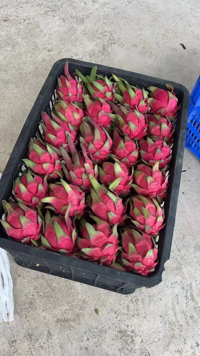 广东红心火龙果，产地直发，一手货源。专业对接电商果市场果