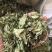 野生金银花绿叶，无农残原产地直发