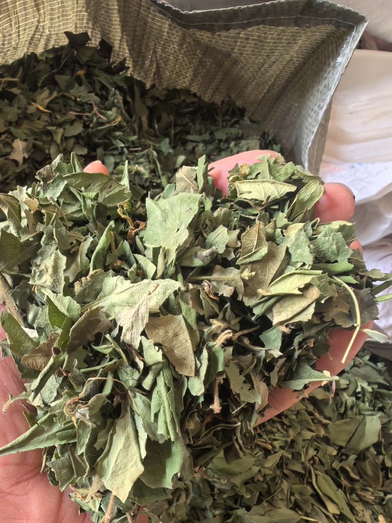 野生金银花绿叶，无农残原产地直发