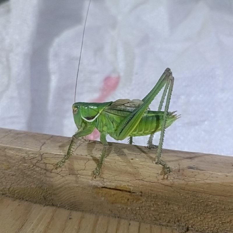 蝈蝈儿，胶东绿蝈蝈儿