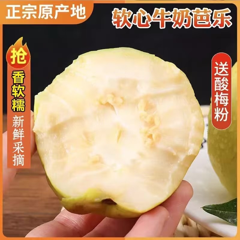 广西桂林精品白心芭乐番石榴口感软糯香甜果园直发一件代发