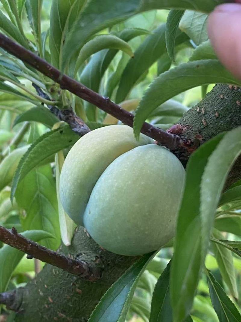 蜂糖李成熟了