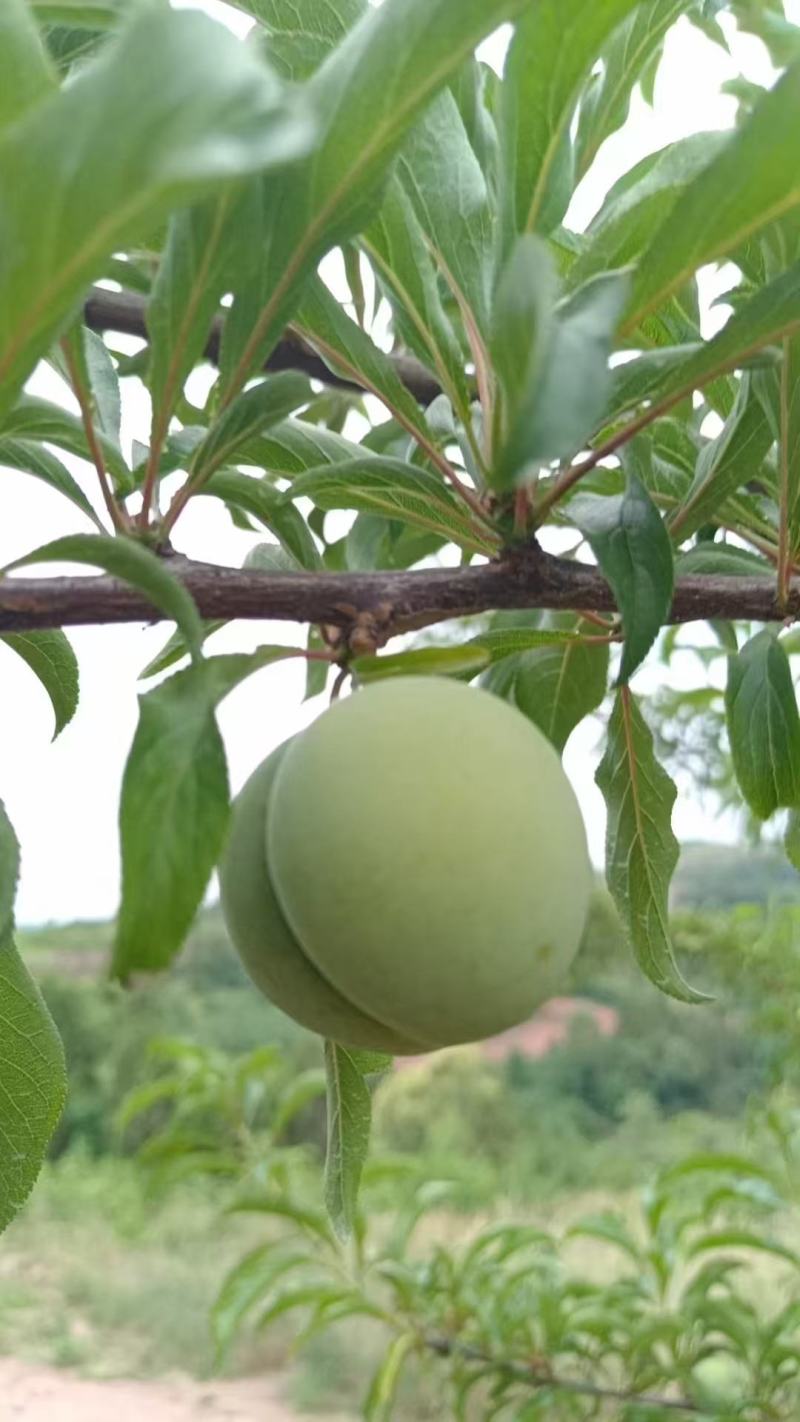 蜂糖李成熟了