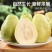 广西桂林精品白心芭乐番石榴口感软糯香甜果园直发一件代发