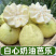 广西桂林精品白心芭乐番石榴口感软糯香甜果园直发一件代发