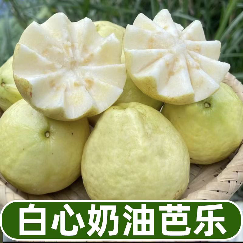 广西桂林精品白心芭乐番石榴口感软糯香甜果园直发一件代发