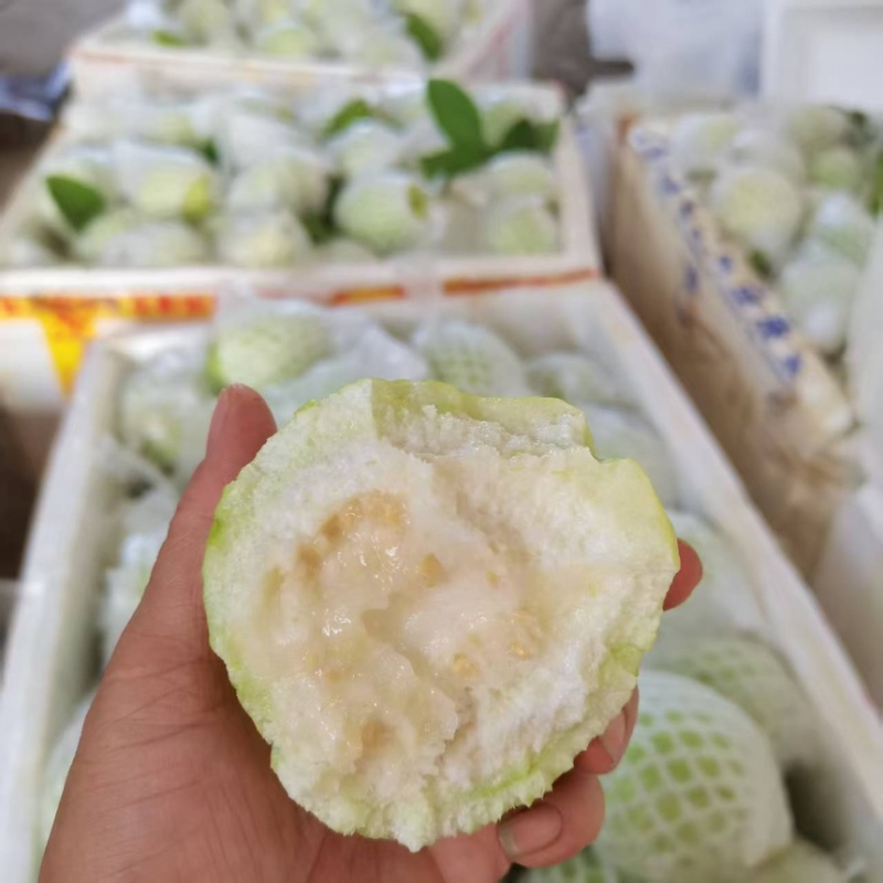 广西桂林精品白心芭乐番石榴口感软糯香甜果园直发一件代发