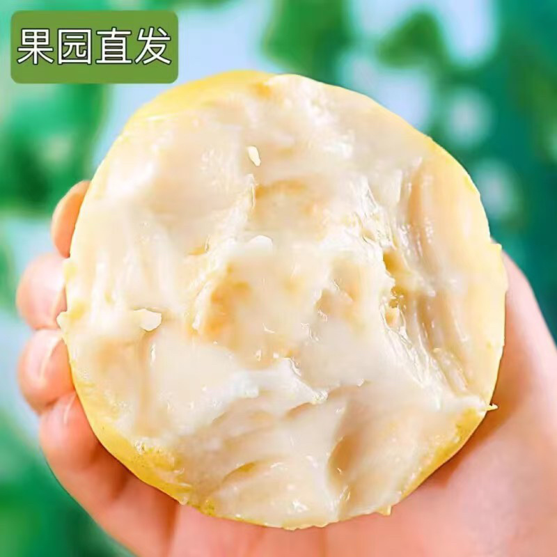 广西桂林精品白心芭乐番石榴口感软糯香甜果园直发一件代发