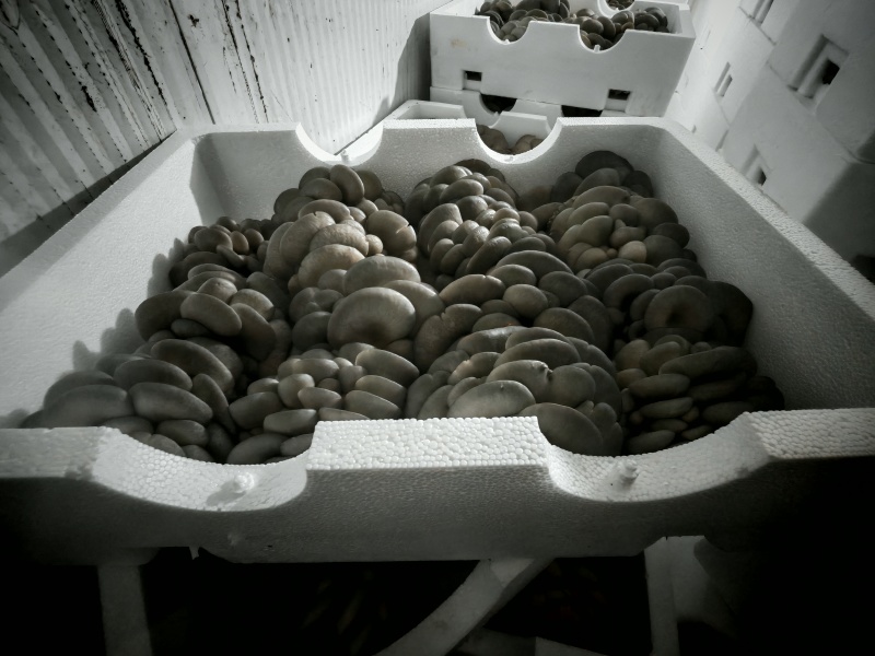 种植基地头茬精品黑妹平菇