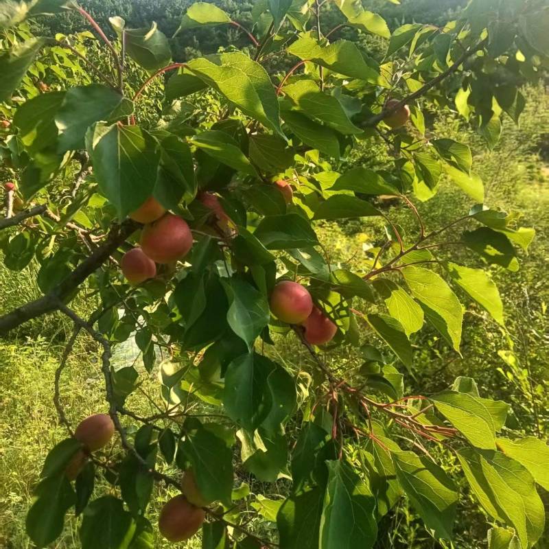 小红袍杏热卖中