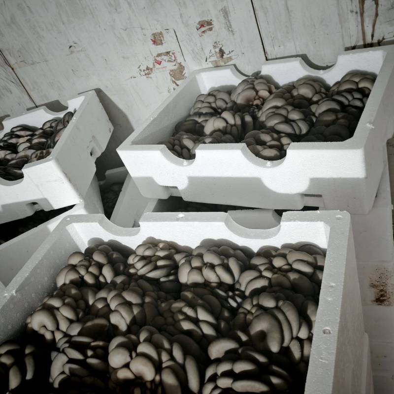种植基地头茬精品黑妹平菇