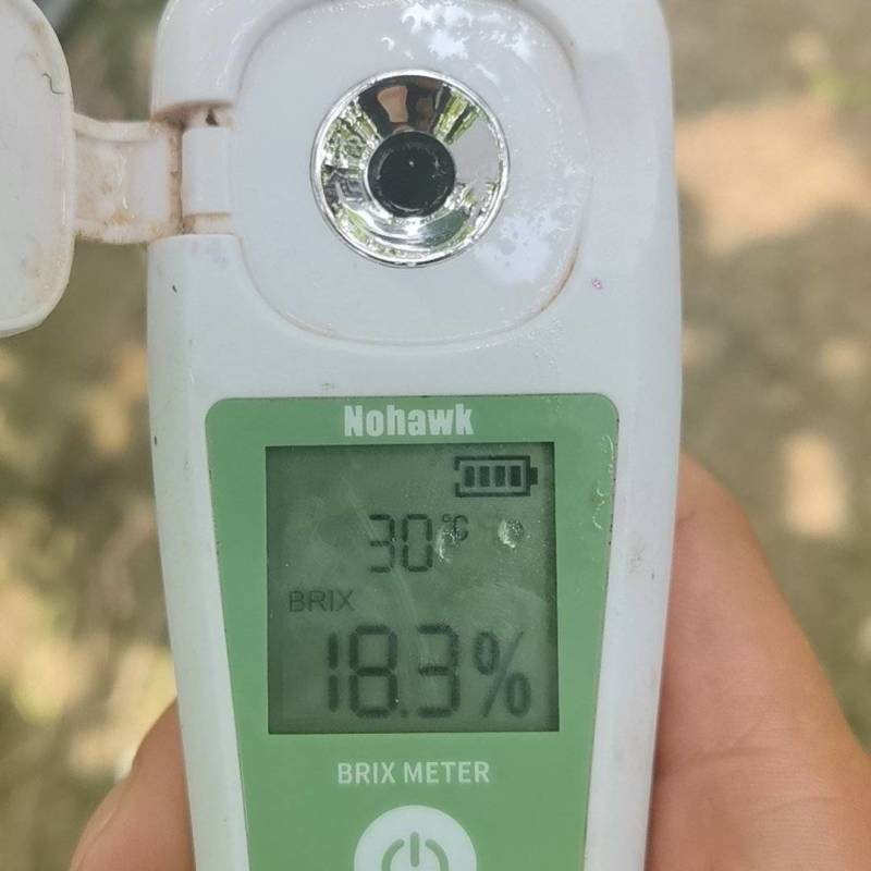 纯甜巨峰大颗粒大串儿。欢迎前来采购。