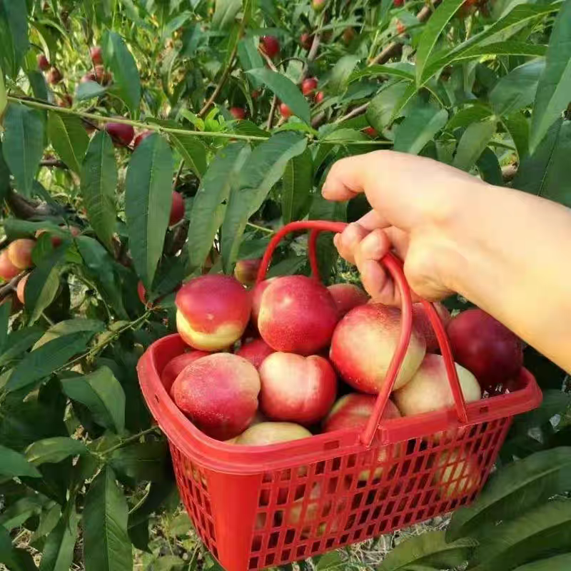 陕西珍珠一号油桃基地直发对接全国保质保量一条龙服务