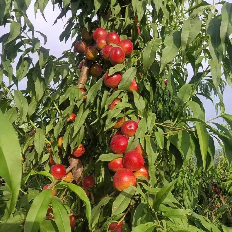 陕西珍珠一号油桃基地直发对接全国保质保量一条龙服务