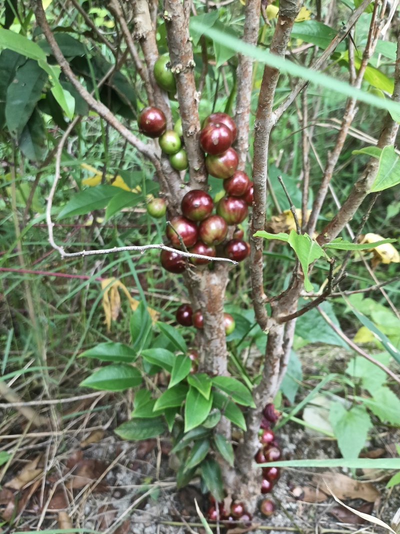 沙巴8年嘉宝果苗