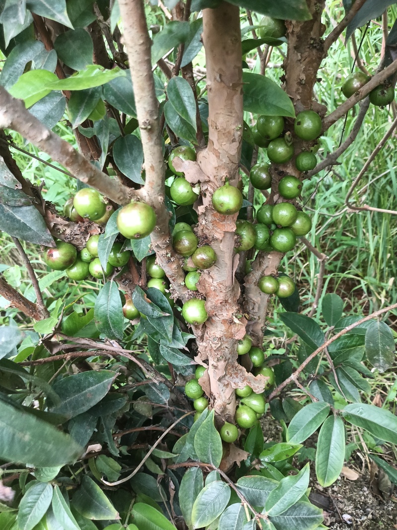 沙巴8年嘉宝果苗