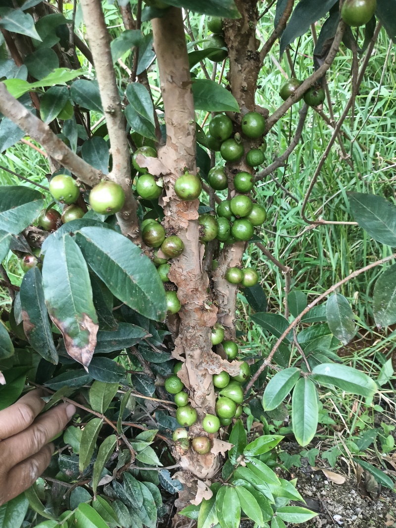 沙巴8年嘉宝果苗