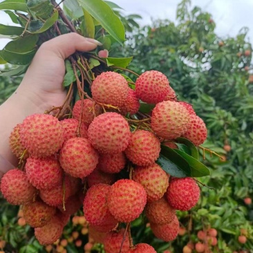桂味代嫁