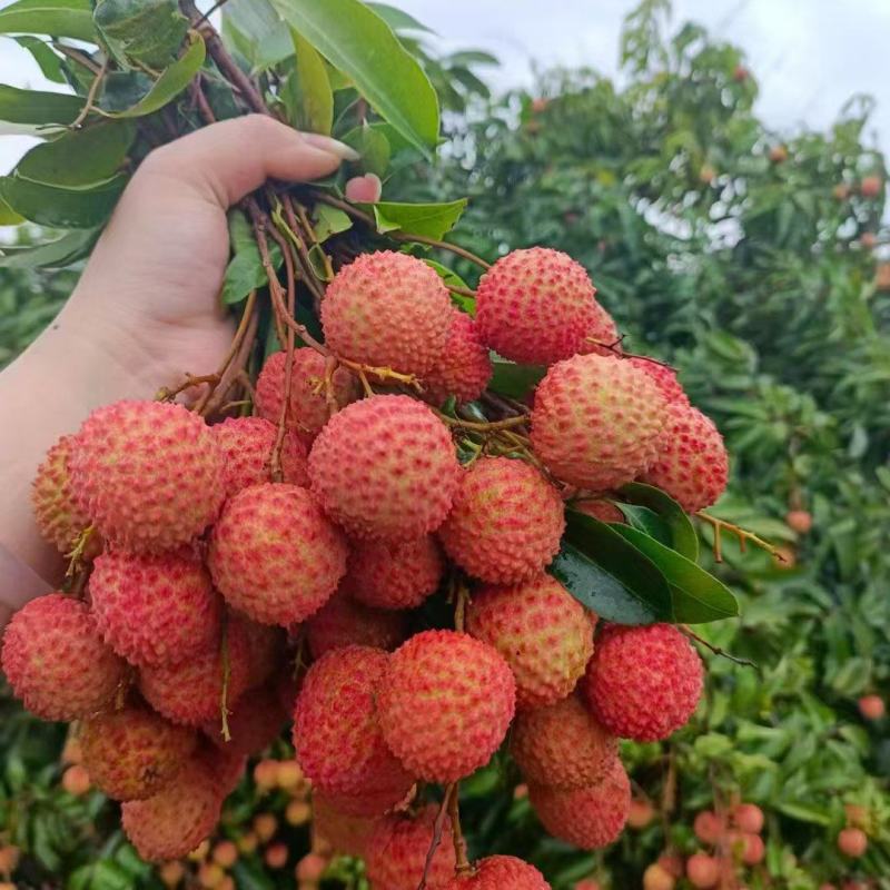 桂味代嫁