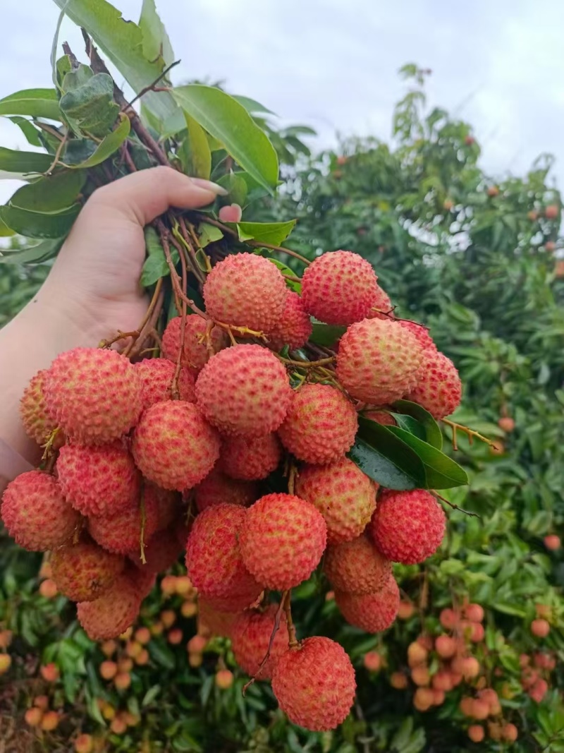 桂味代嫁