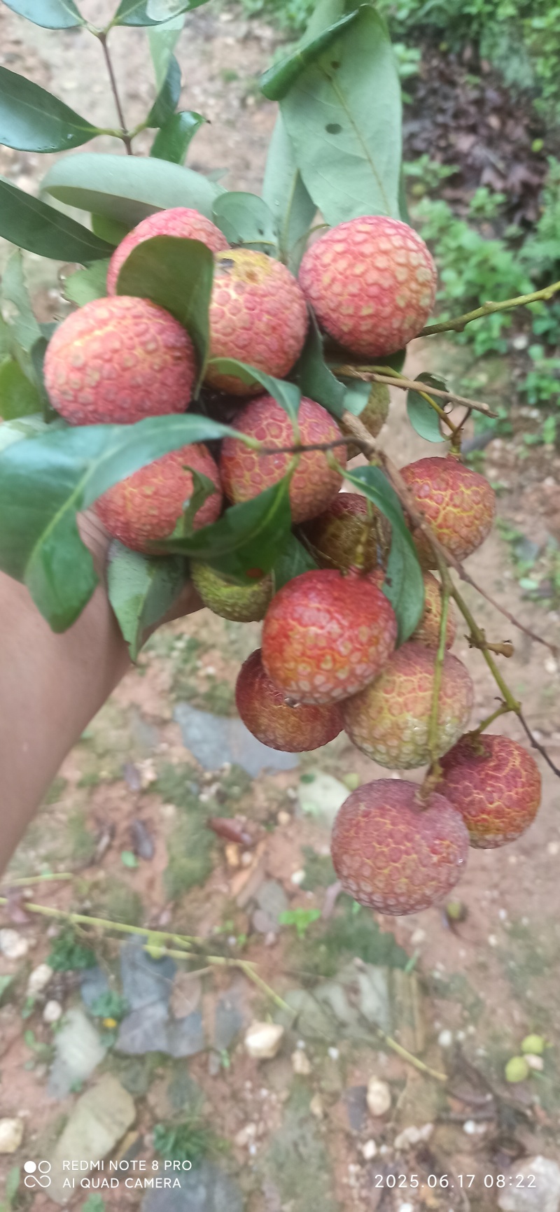 桂味代嫁