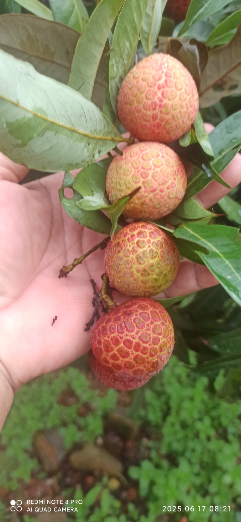 桂味代嫁