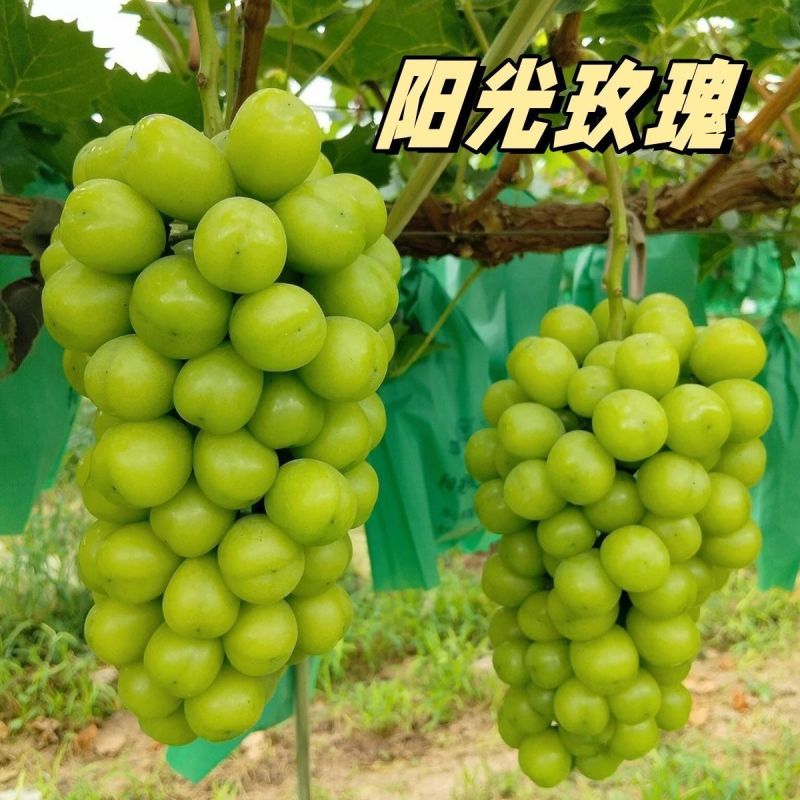 《正宗》陕西阳光玫瑰对接商超团购供应链现摘现发对接