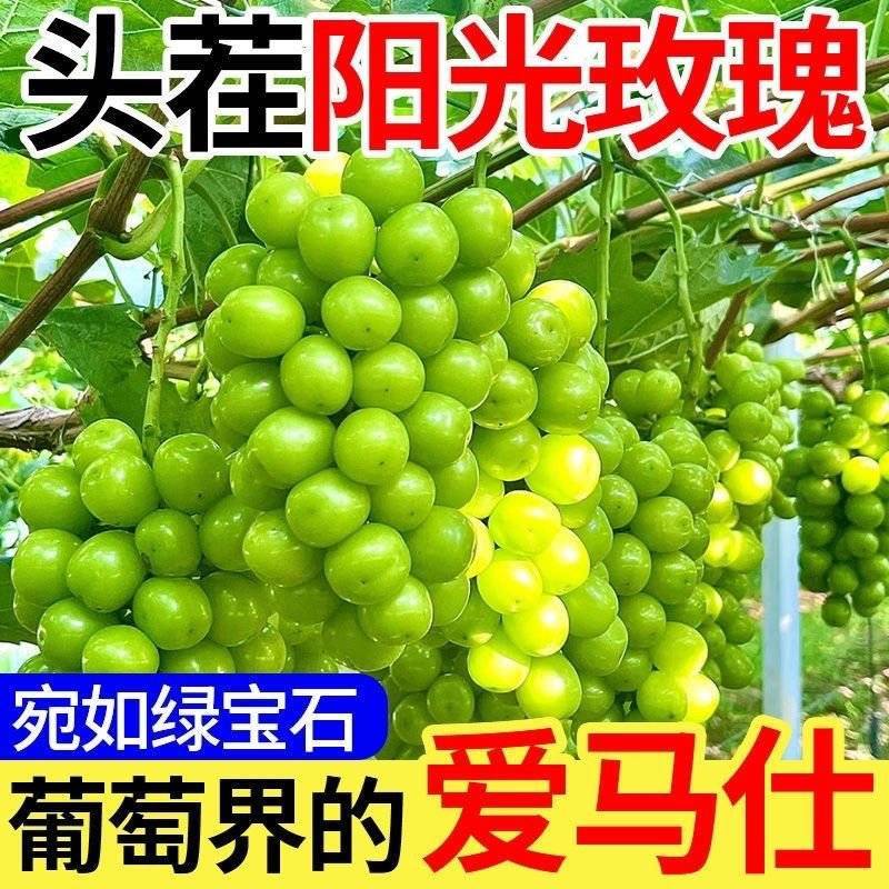 《正宗》陕西阳光玫瑰对接商超团购供应链现摘现发对接
