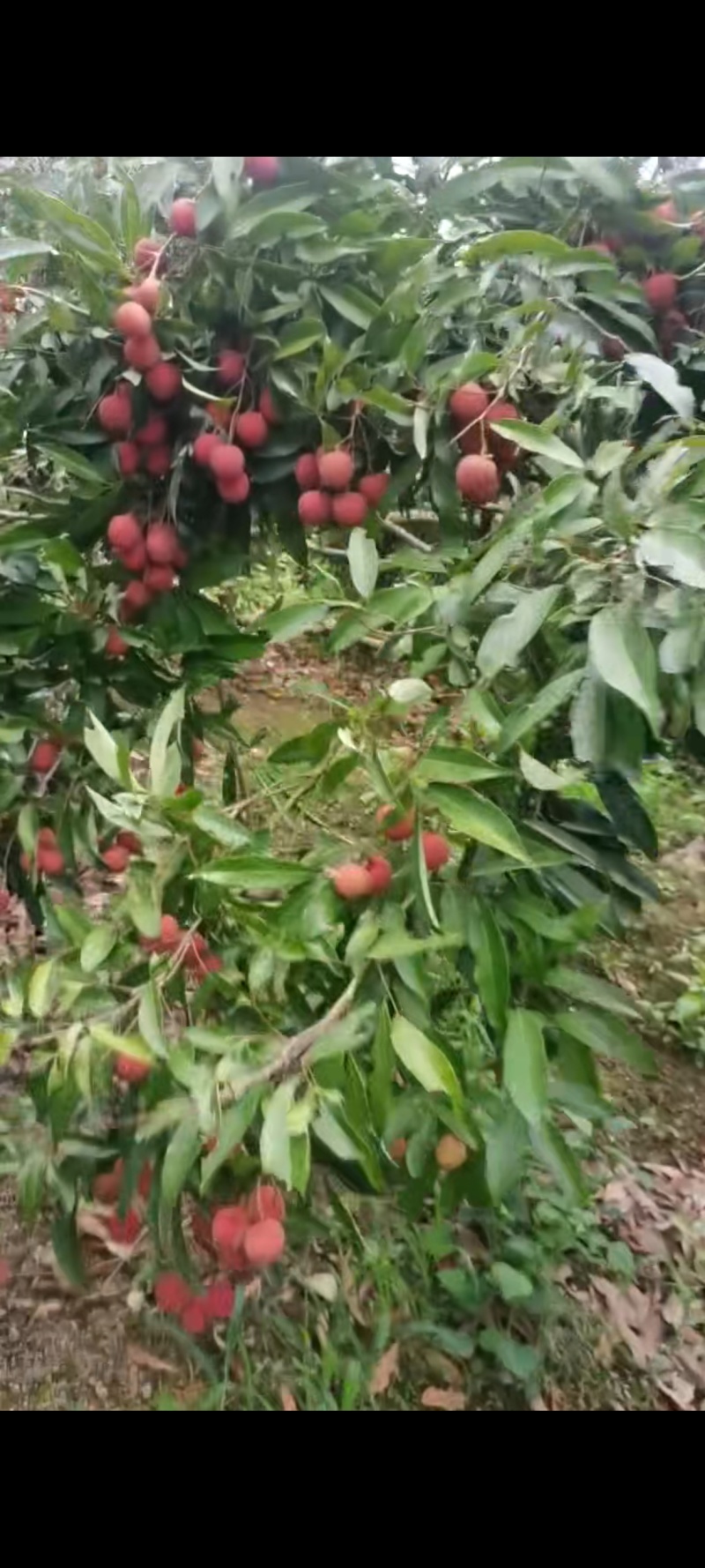 广西钦州黑叶荔
