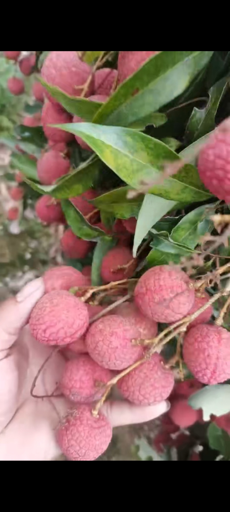 广西钦州黑叶荔