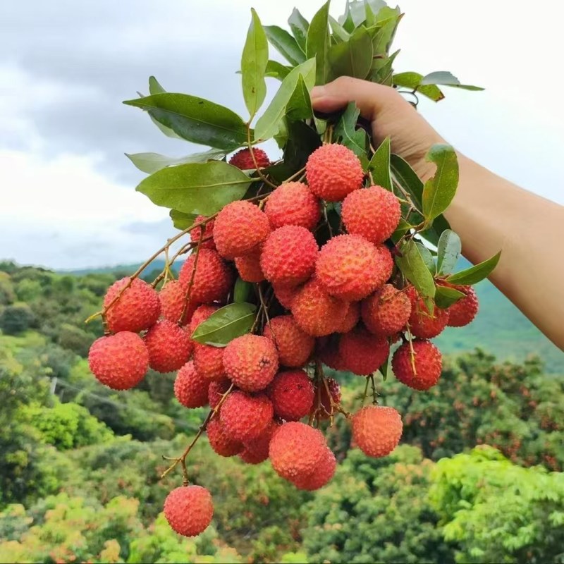桂味荔枝，产地现摘。一件代发。