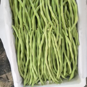 架豆王！无丝豆！