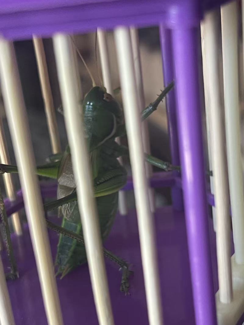 可爱的蝈蝈，翠绿体色活泼好动