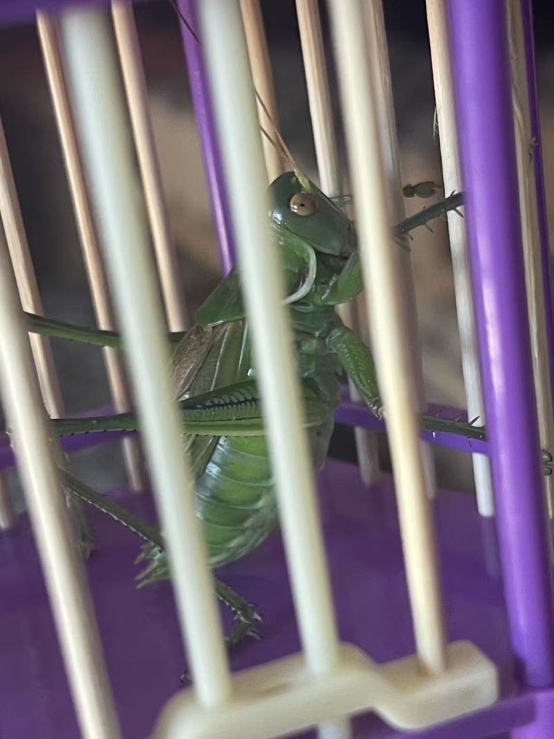 可爱的蝈蝈，翠绿体色活泼好动