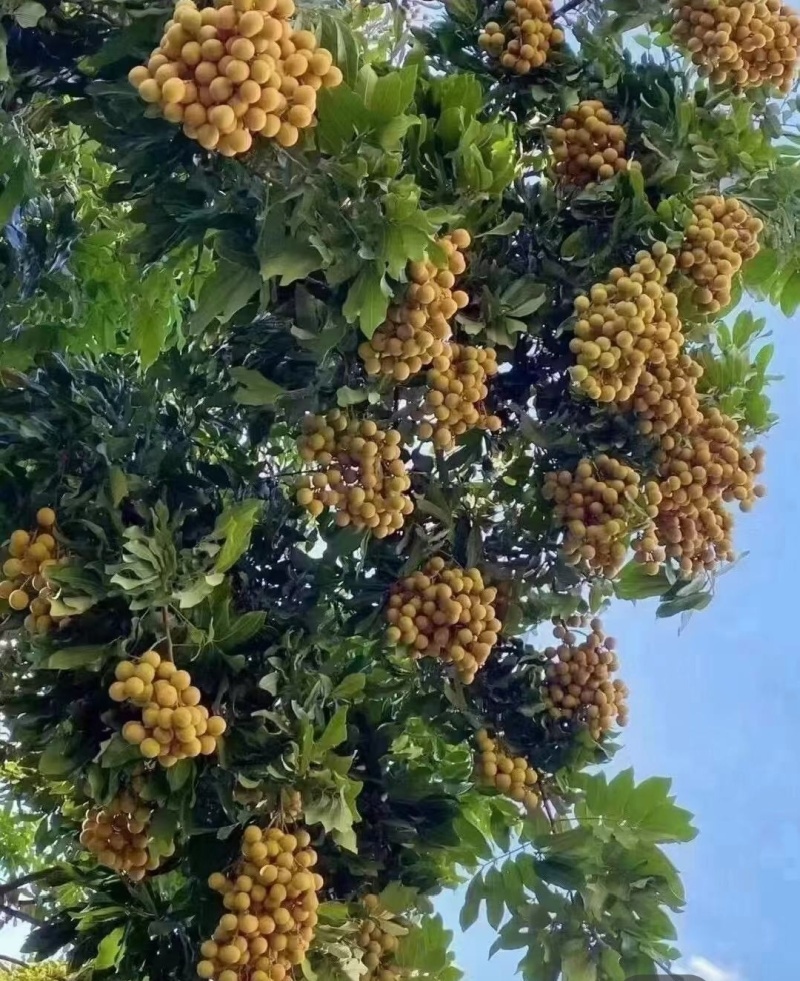 泸州龙眼桂圆品种齐全对接市场商超电商批发零售皆可