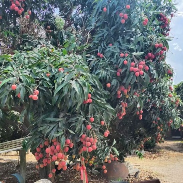 荔枝