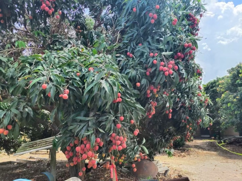 荔枝