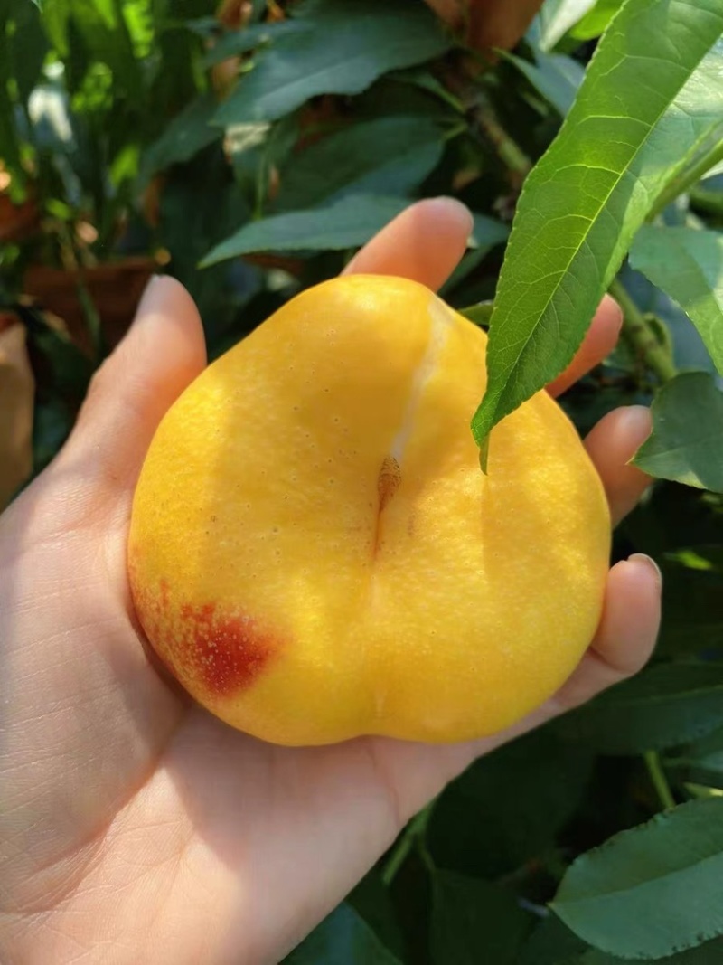 6-6黄油蟠