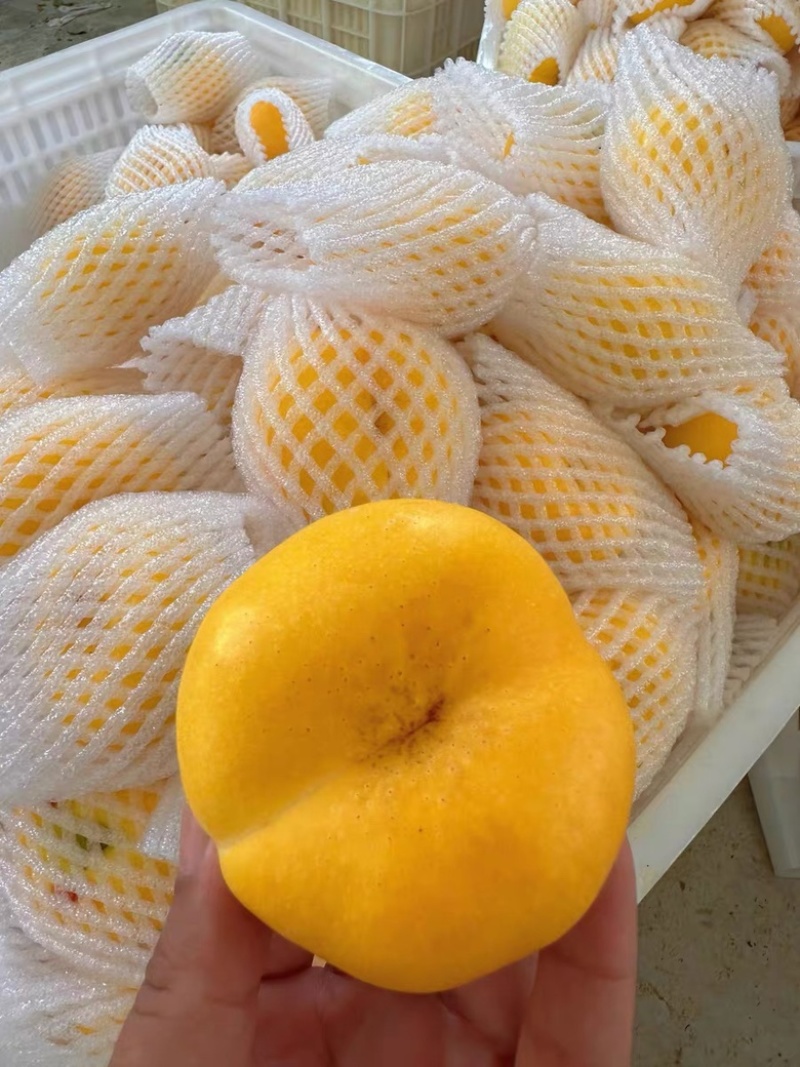 6-6黄油蟠