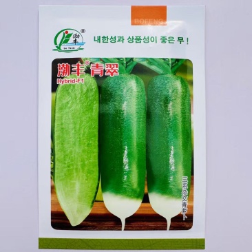 渤丰青翠萝卜种子三系杂交青萝卜种子春夏秋种植青皮萝卜种子