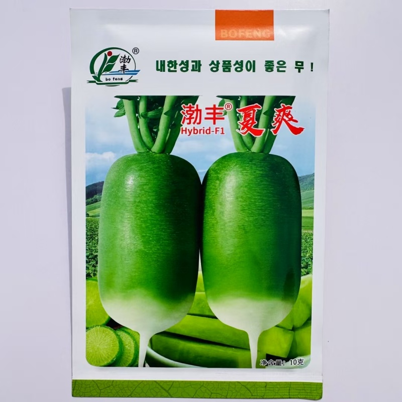渤丰青翠萝卜种子三系杂交青萝卜种子春夏秋种植青皮萝卜种子