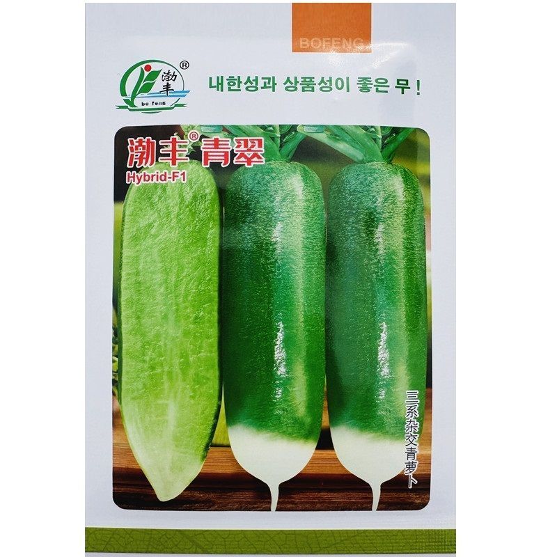 渤丰青翠萝卜种子三系杂交青萝卜种子春夏秋种植青皮萝卜种子