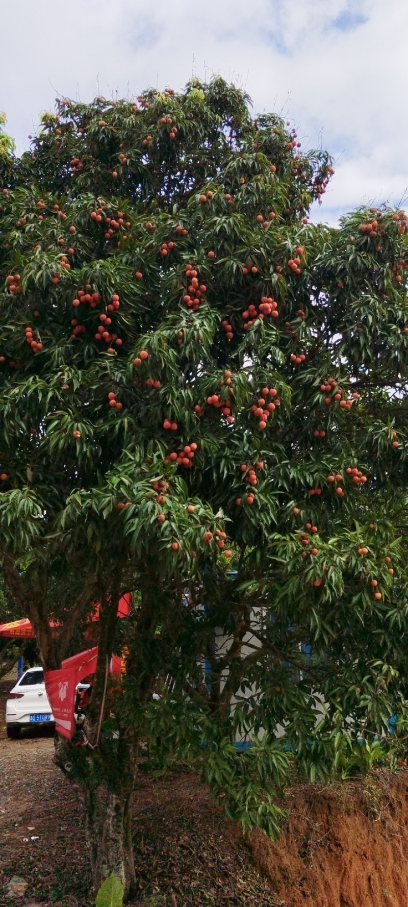 广东栛枝.，桂味，糯米糍。
