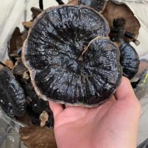 野生灵芝贵州产地直供一手货源量大优惠质量保证欢迎