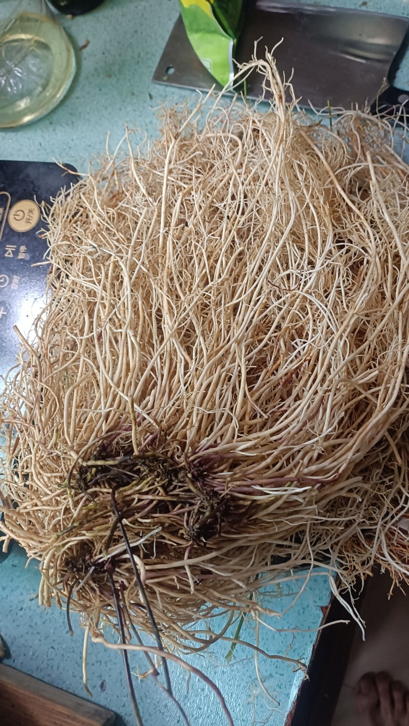 老君须