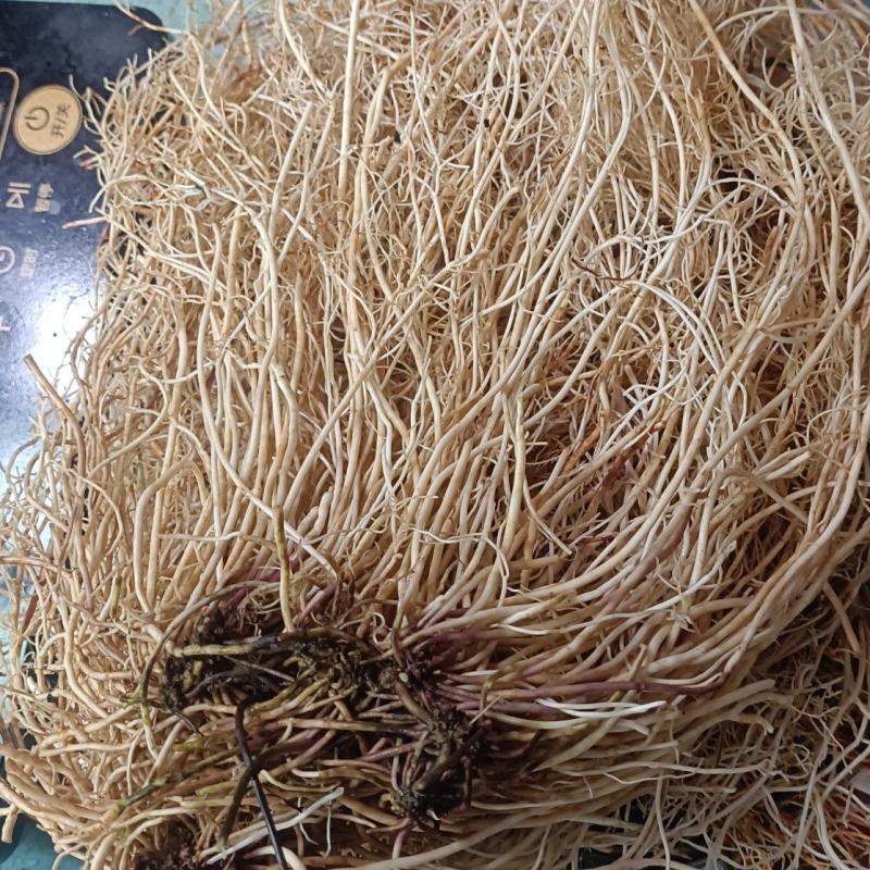 老君须