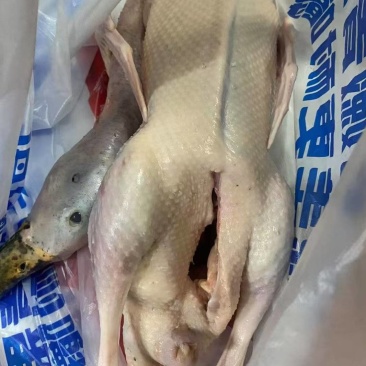 黑番鸭
