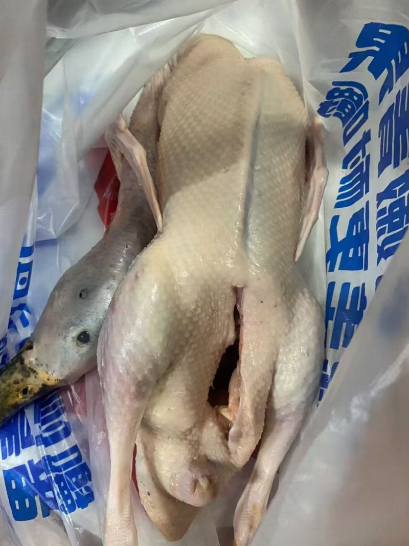 黑番鸭